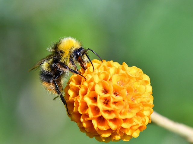 Download free HD stock image of Bumblebee Flower Free Bumblebee Flower photo and picture