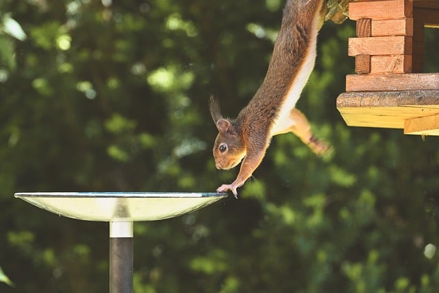Free Squirrel Bird Feeding photo and picture