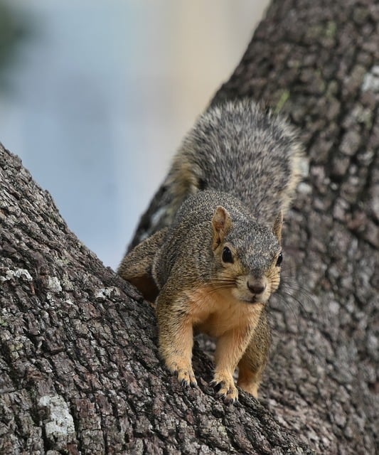 Free Fox Squirrel Animal photo and picture