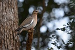 Random: mourning dove, nature, bird, perched, ornithology, branch, birdwatching, feathers, animal, wild, pigeon, nest, eyes, forest, beak, sitting bird, background blur, gamebird, gray, closeup