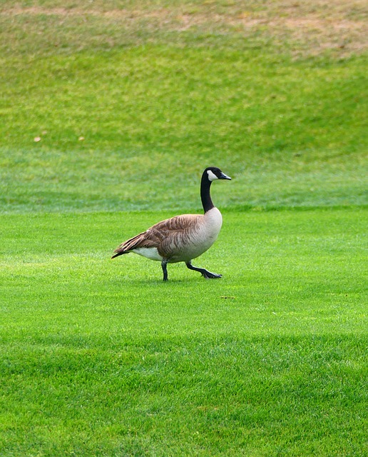 Free Goose Bird photo and picture