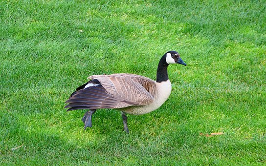 Free Goose Bird photo and picture