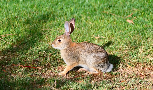 Free Rabbit Green Grass photo and picture