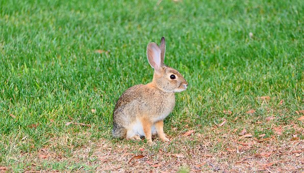 Free Rabbit Nature photo and picture