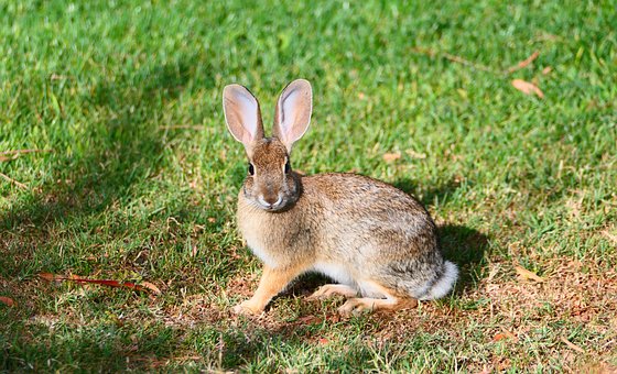 Free Rabbit Hare photo and picture