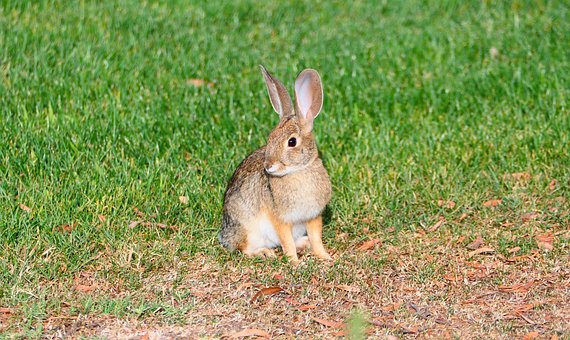 Free Rabbit Ears photo and picture