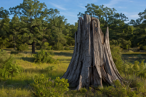 Baumstumpf, Toter Baum, Natur, Wald