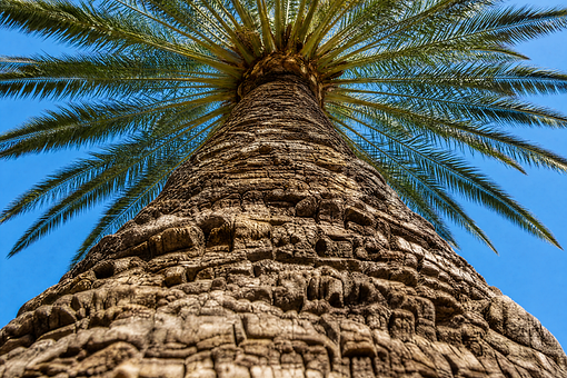 Palme, Baum, Palmenstamm, Himmel