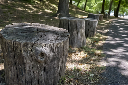 Baumstümpfe, Weg, Natur, Wald, Holz