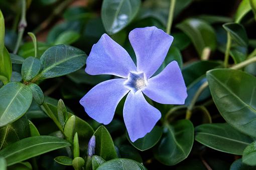 Immergrün, Blume, Violett, Natur