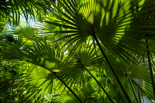 Palmier Evantai, Tropical, Natură