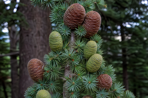 Zedernzapfen, Nadelbaum, Natur, Nadeln