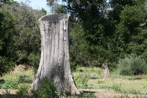 Baumstumpf, Toter Baum, Wald, Natur