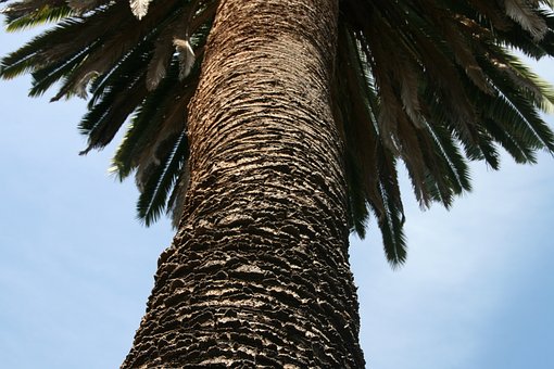 Palme, Froschperspektive, Sommer, Insel