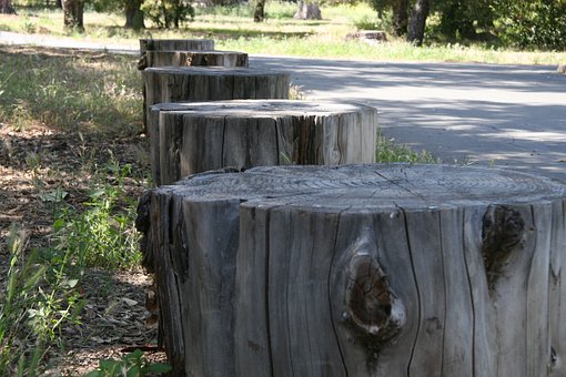 Baumsstümpfe, Pfad, Natur, Wald, Herbst