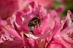 Random: bumblebee, flower, rhododendron, spring, nature, garden, pollination, close-up, insect, buzzing, food, nectar, macro photography, pollen, color, searching, living creature, pink, animal kingdom