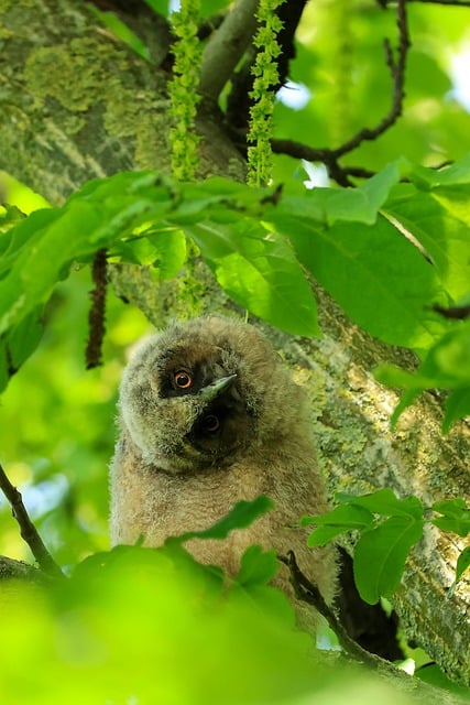 Coruja, Pássaro, Natureza, Vida Selvagem
