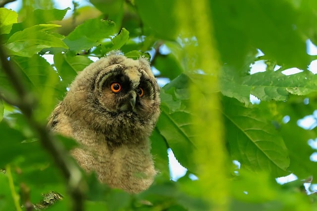Coruja, Pássaro, Natureza, Animal