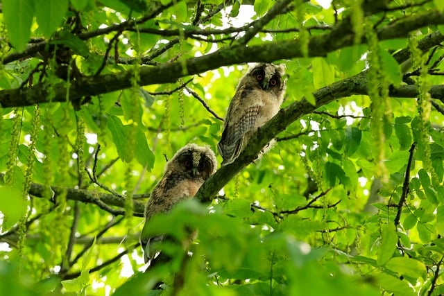 Coruja, Pássaro, Natureza, Animal, Fauna