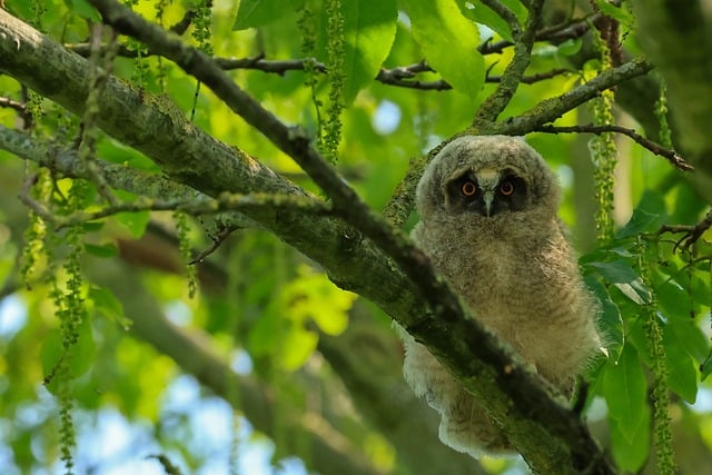 Coruja, Pássaro, Natureza, Animal
