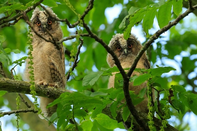 Coruja, Natureza, Animal