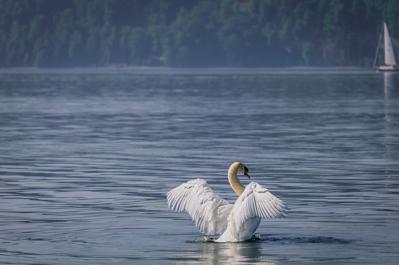 Swan - free online jigsaw puzzle photo