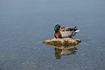 Random: duck, water, feathers, rock, lake, nature, reflection, solitude, park, beak, calm, stillness, animal, wilderness, solitary, bird, cliche, outdoors, mirror, rest