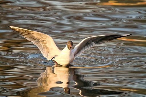 Free Black-Headed Gull Nature photo and picture