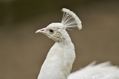 Free Peacock White photo and picture
