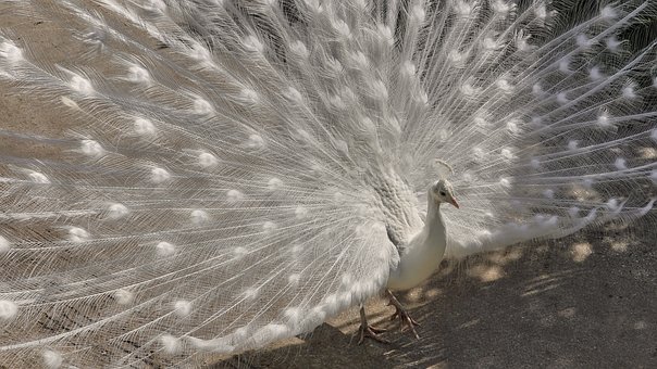 Free Peacock White photo and picture