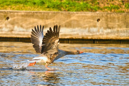 Free Goose Nature photo and picture