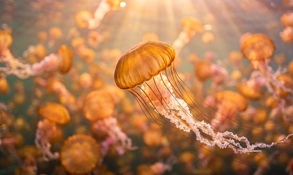 Free Jellyfish Aquarium photo and picture