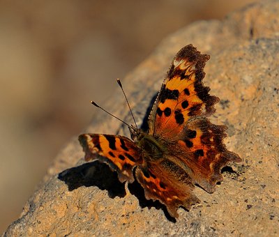 Free Butterfly Insect photo and picture