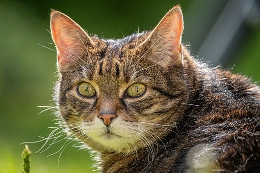 Free Cat House Cat photo and picture