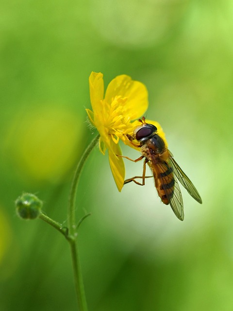 Insect Fly Pollination - Free photo on Pixabay