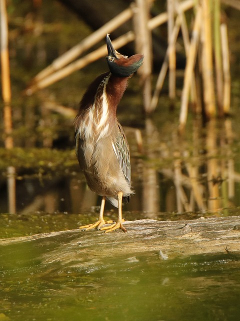 Free Bird Nature photo and picture