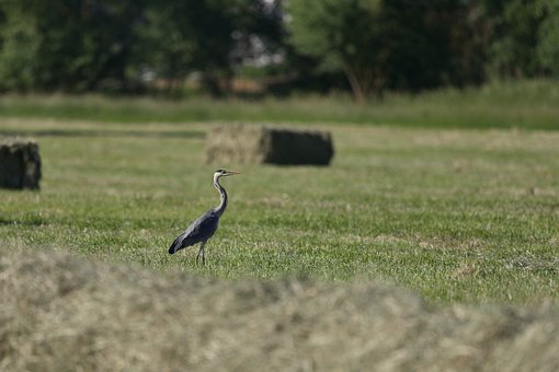 Free Heron Meadow photo and picture