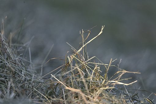 Free Hay Field photo and picture