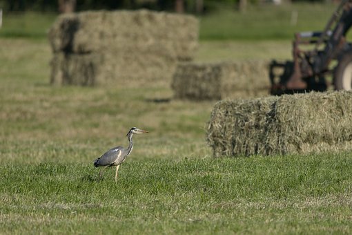 Free Bird Heron photo and picture