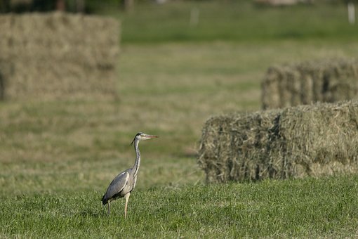 Free Heron Hay Bale photo and picture