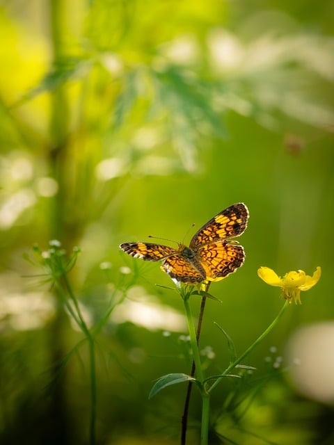 Free Butterfly Flower photo and picture