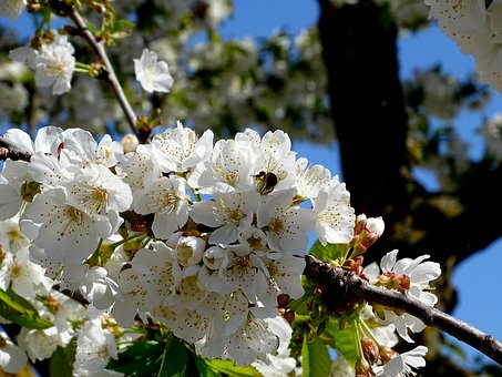 Blomster, Bie, Tre, Vår, Natur