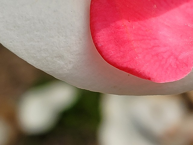 Detalje, Kronblad, Makro, Hvid, Rød