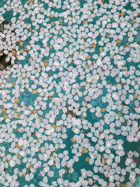 Blomster, Flydende Blomster, Pool, Forår
