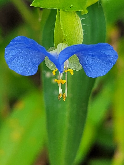 Vild Blomst, Blå Blomster, Grøn Baggrund