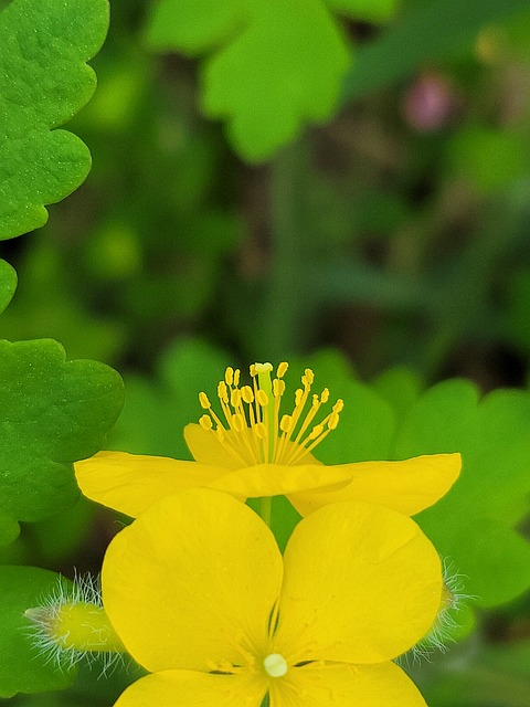 Gul Blomst, Makrofotografering, Natur