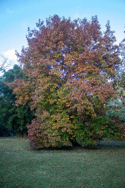 Baum, Herbst, Blätter, Wald, Landschaft
