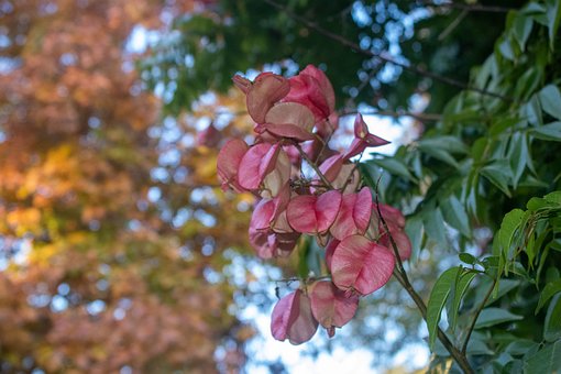 Natur, Blumen, Blühen, Natürliches Licht