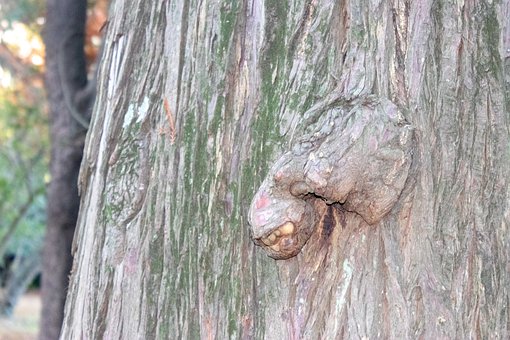 Rinde, Baum, Stamm, Natur, Wald, Textur