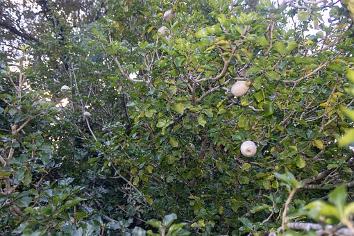 Baum, Frucht, Garten, Natur, Zweig, Laub